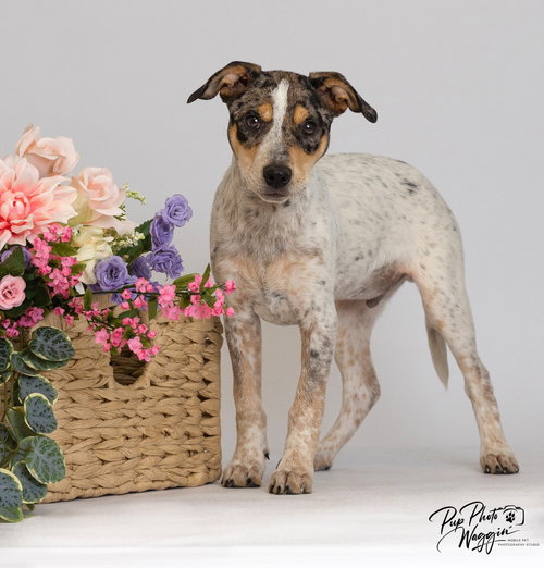 picture of the dog needing adoption