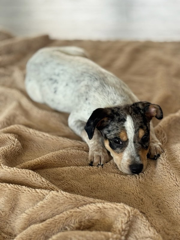 Taz