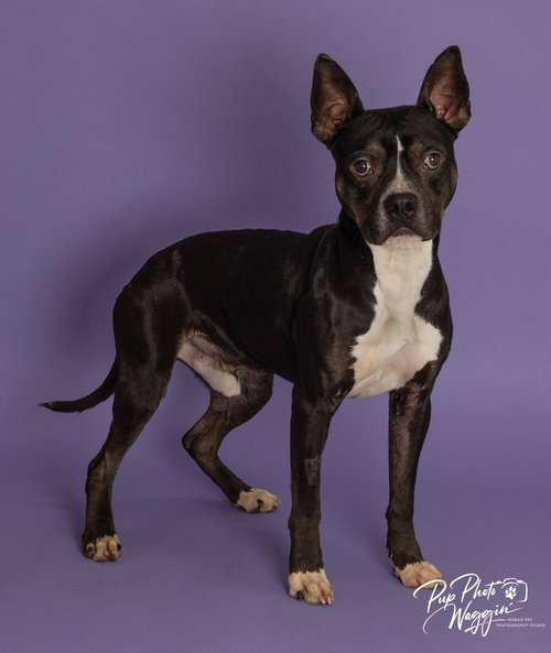 Ozzy, an adoptable Boxer in Claremore, OK