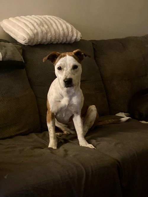 picture of the dog needing adoption