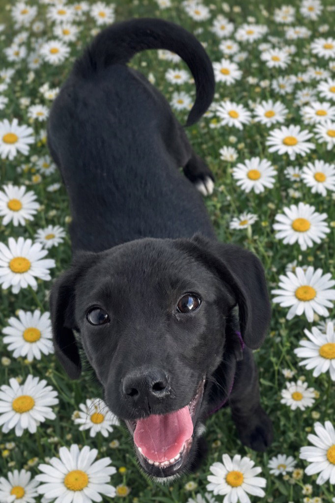Daisy