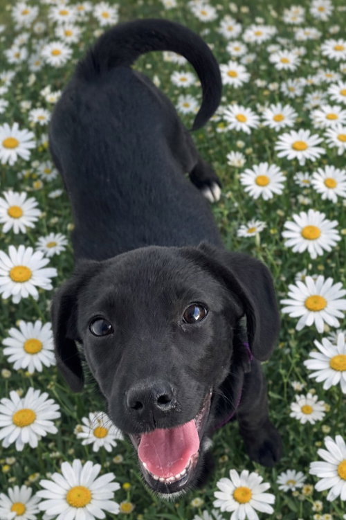 picture of the dog needing adoption