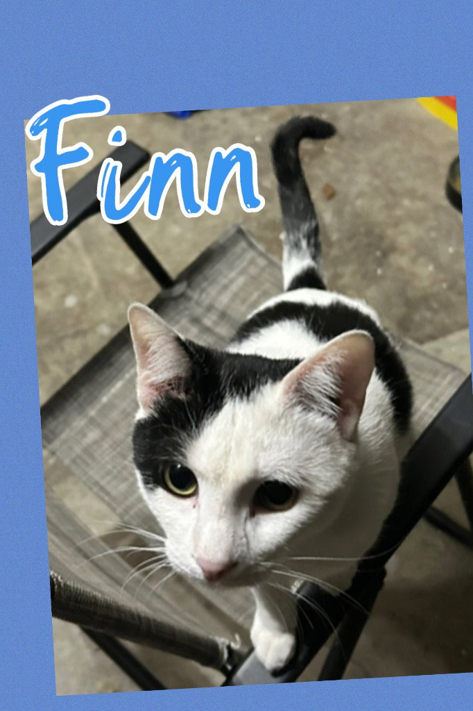 Finn