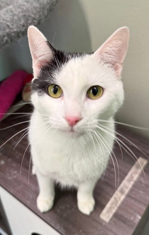 Finn, Young Domestic Short Hair / Mixed, cat for adoption in Muskogee, Oklahoma