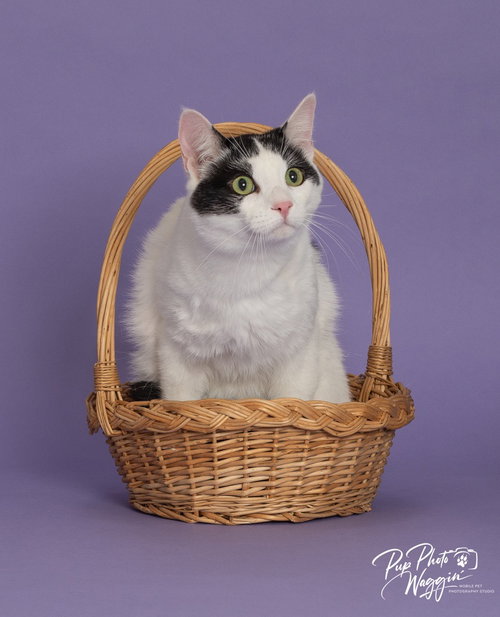 Levi, an adoptable Domestic Short Hair in Claremore, OK