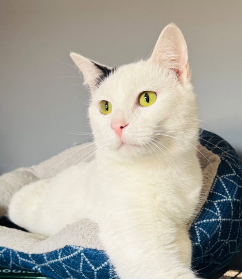 Otis - cat, Young Domestic Short Hair / Mixed, cat for adoption in Muskogee, Oklahoma