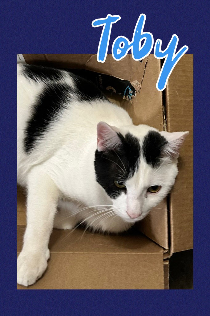 Toby