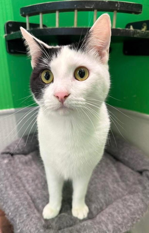 Toby, Young Domestic Short Hair / Mixed, cat for adoption in Muskogee, Oklahoma