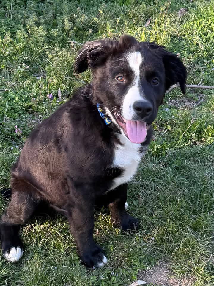Simon