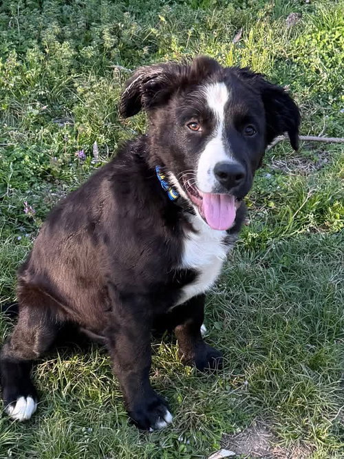 Simon, an adoptable Border Collie in Claremore, OK