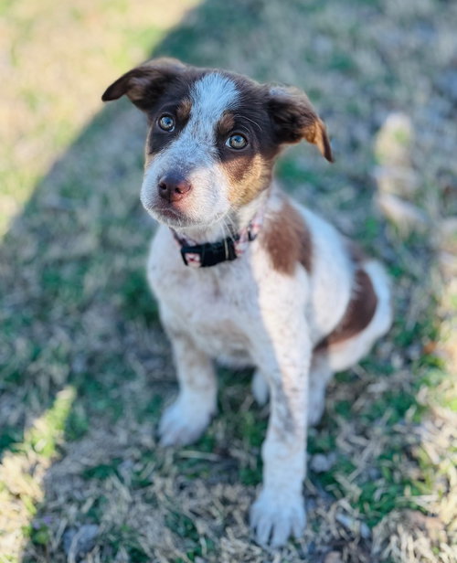 Maiden Marian, an adoptable Australian Shepherd in Claremore, OK