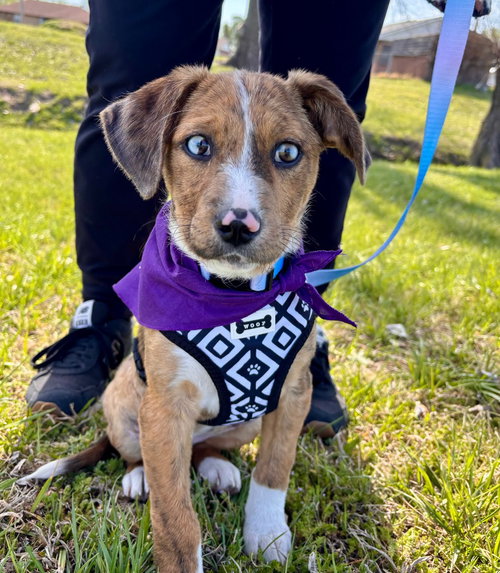 Mother Church “Mouse”, an adoptable Australian Shepherd in Claremore, OK