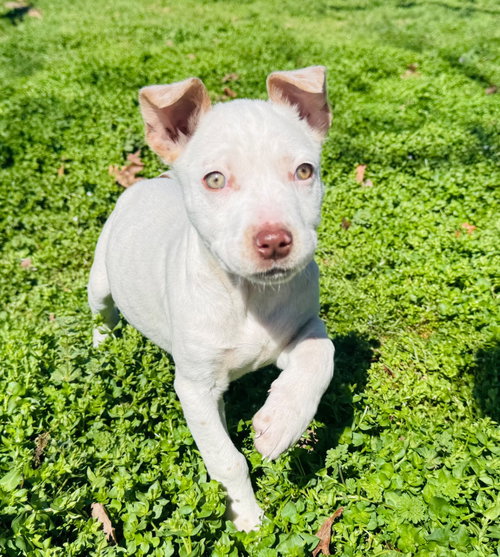 Sis Bunny, an adoptable Australian Shepherd in Claremore, OK