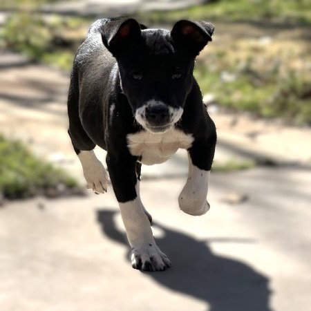 Freckles, an adoptable Terrier in Claremore, OK