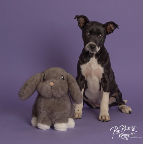 picture of the dog needing adoption