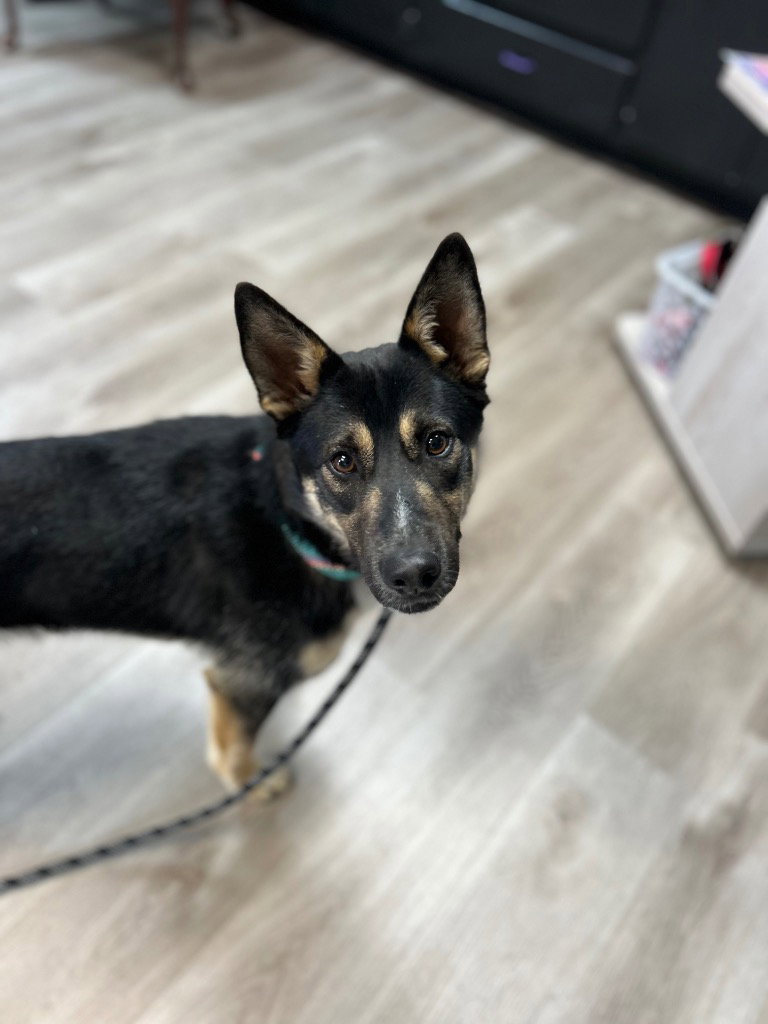 Jax Image