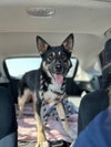 Jax - Photo 2