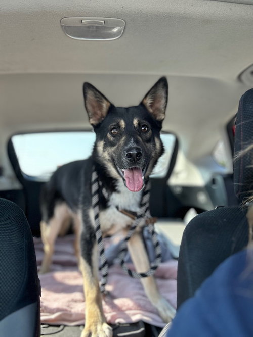 JAX - German Shepherd Dog / Australian Cattle Dog/Blue Heeler available for adoption