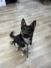 Jax - Photo 3