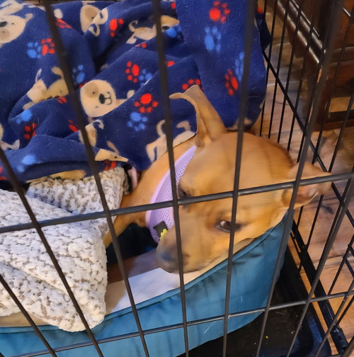 Clover, an adoptable Terrier in Claremore, OK