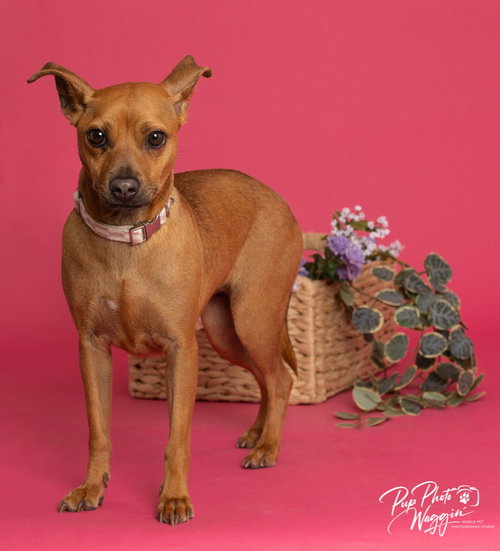 picture of the dog needing adoption
