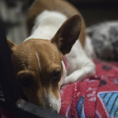 Jalapeno, an adoptable Chihuahua in Claremore, OK