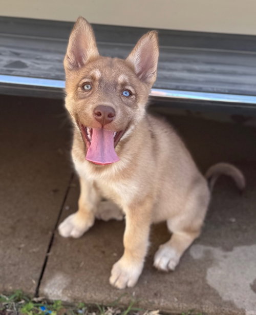 Astrid, an adoptable Husky in Claremore, OK