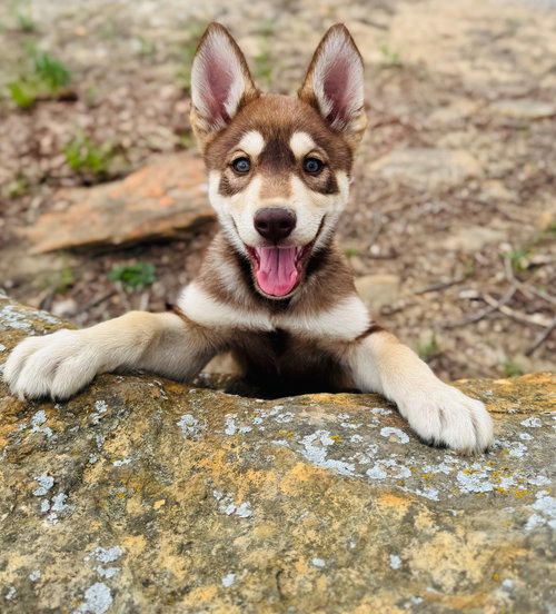 King Harald, an adoptable Husky in Claremore, OK