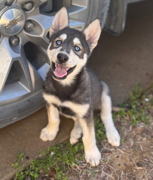 Sten, an adoptable Husky in Claremore, OK
