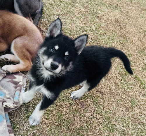 Valkyrie, an adoptable Husky in Claremore, OK
