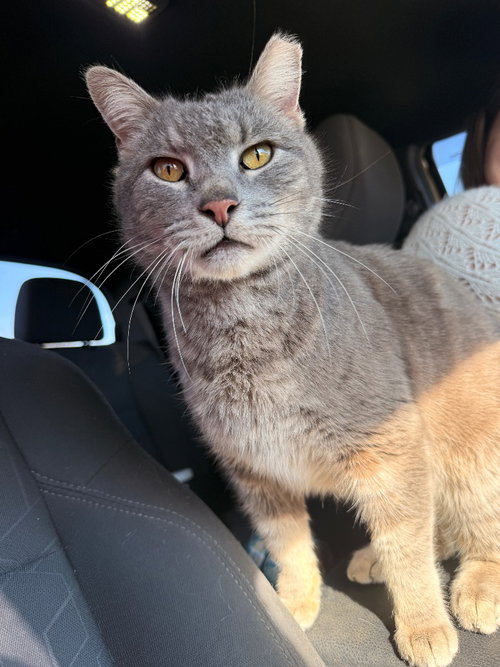 Doug, Adult Domestic Short Hair / Mixed, cat for adoption in Muskogee, Oklahoma