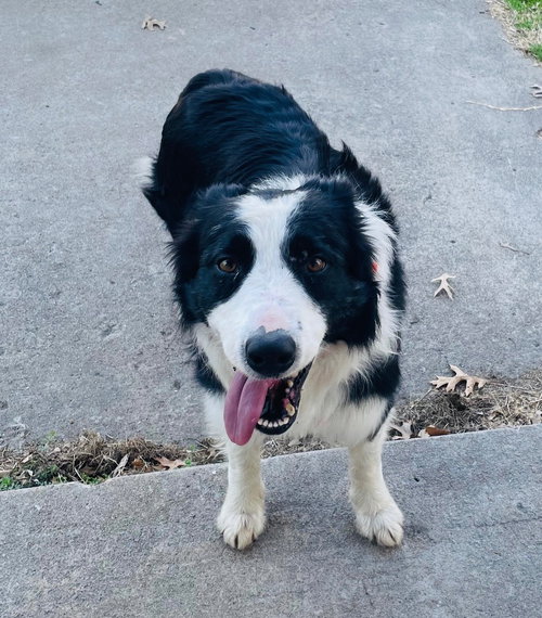 Mr. Pickles, an adoptable Border Collie in Claremore, OK