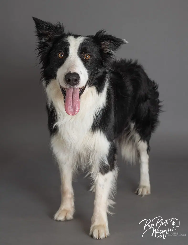 Mr Pickles - Border Collie