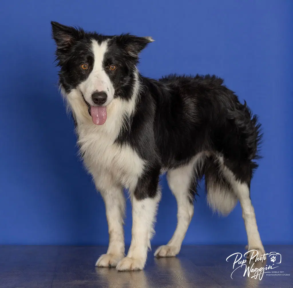 Mr Pickles image 2