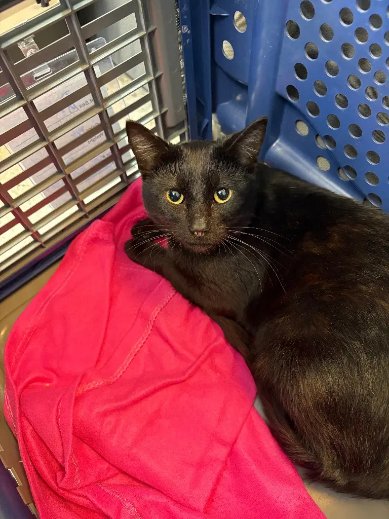 Dunkin - Domestic Short Hair