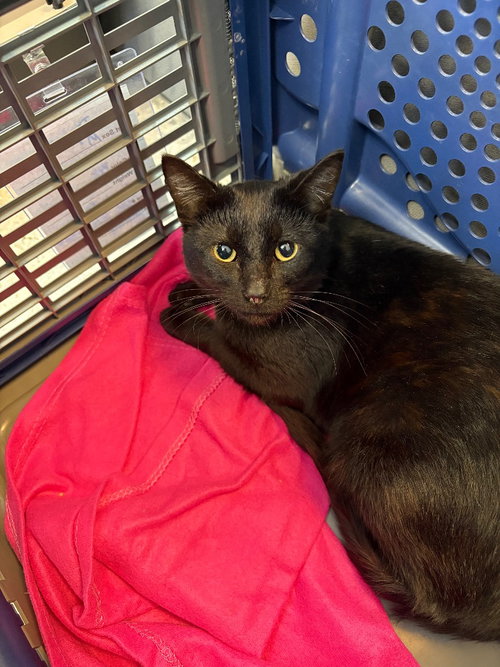 Dunkin, Adult Domestic Short Hair / Mixed, cat for adoption in Muskogee, Oklahoma