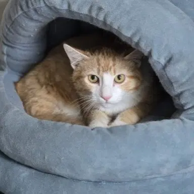 Bob - Domestic Short Hair