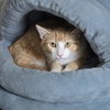 Bob - Photo 1