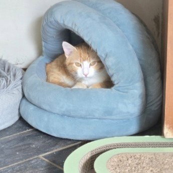 BOB - Snowshoe available for adoption