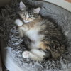 Fluffy - Photo 1