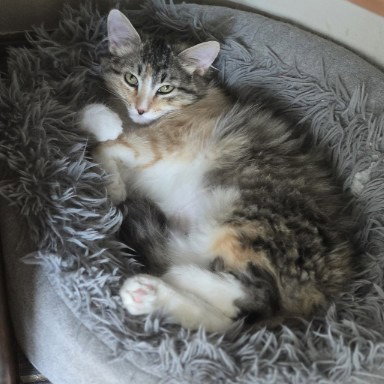 Fluffy, Young Snowshoe, cat for adoption in Muskogee, Oklahoma