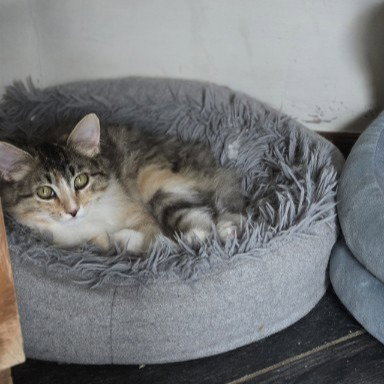 FLUFFY - Snowshoe available for adoption
