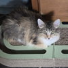 Fluffy - Photo 3