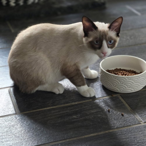 Snow, Young Snowshoe, cat for adoption in Muskogee, Oklahoma
