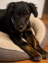 Little John - Photo 2