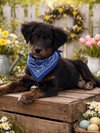 Little John - Photo 3