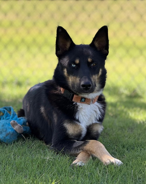 Kai, an adoptable German Shepherd Dog in Claremore, OK