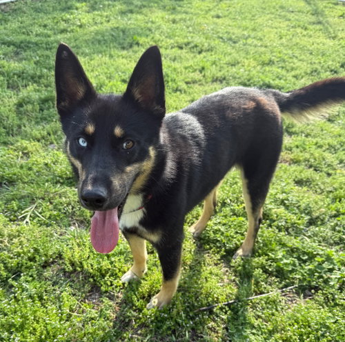 KAI - German Shepherd Dog / Husky available for adoption