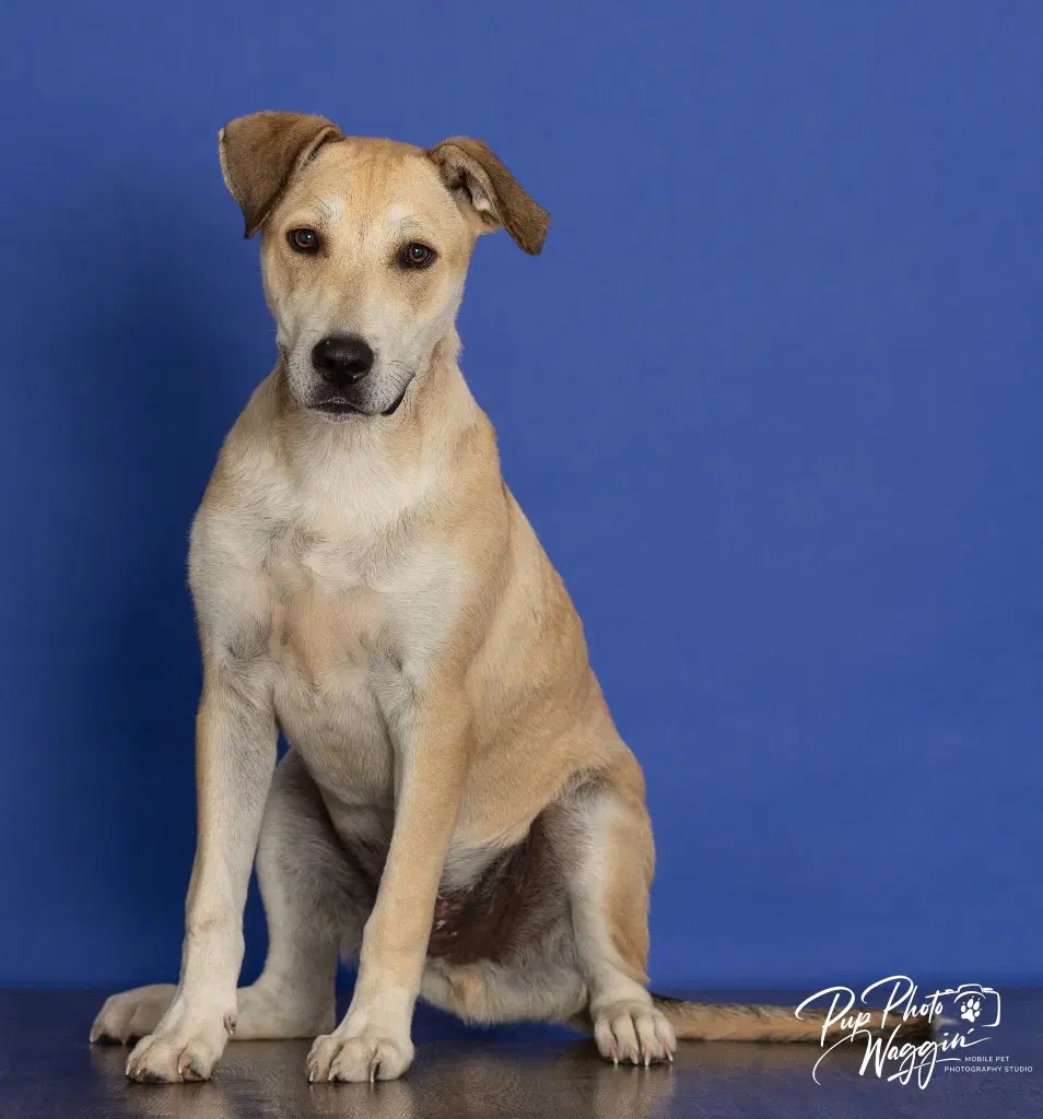 Niko - Labrador Retriever