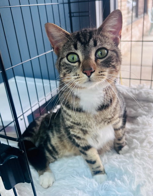 Pluto, Young Domestic Short Hair / Mixed, cat for adoption in Muskogee, Oklahoma